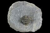Spiny Ceratarges Trilobite - Mrakib, Morocco #128948-3